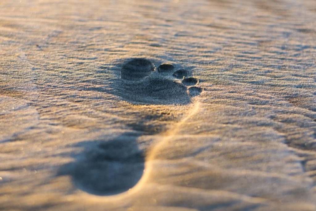 footstep in the sand